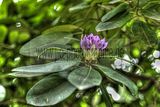 tannenfeld-sommer 2012-014
